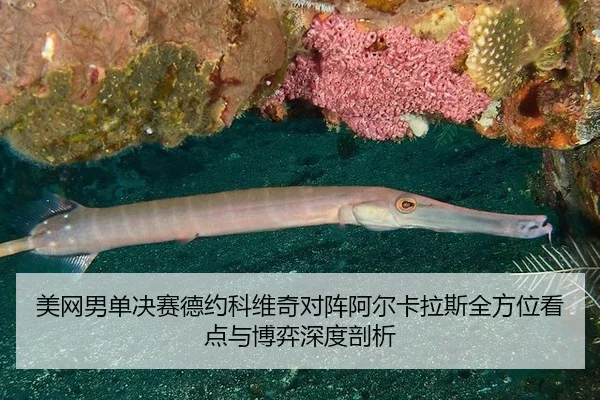 mei-wang-nan-dan-jue-sai-de-yue-ke-wei-qi-dui-zhen-a-er-ka-la-si-quan-fang-wei-kan-dian-yu-bo-yi-shen-du-pou-xi-3-869.jpg
